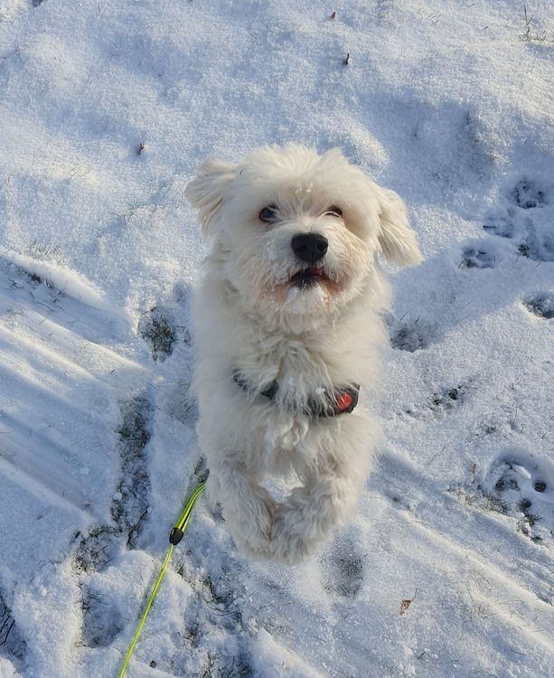 white maltese dog with a fluffy coat