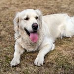 golden retriever lying on green grass outdoors