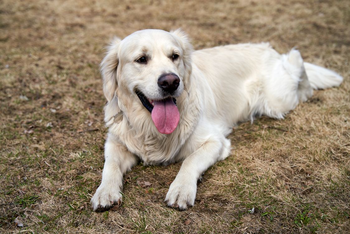 golden retriever lying on green grass outdoors