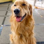 golden retriever sitting outdoors in the sun