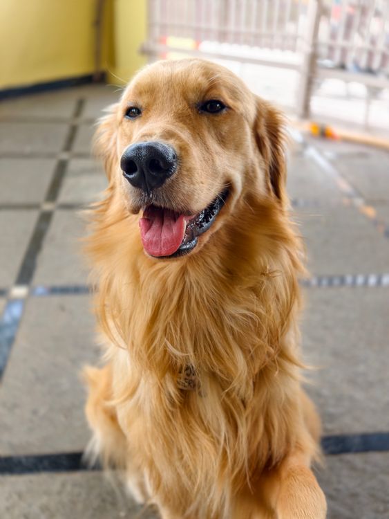 golden retriever sitting outdoors in the sun