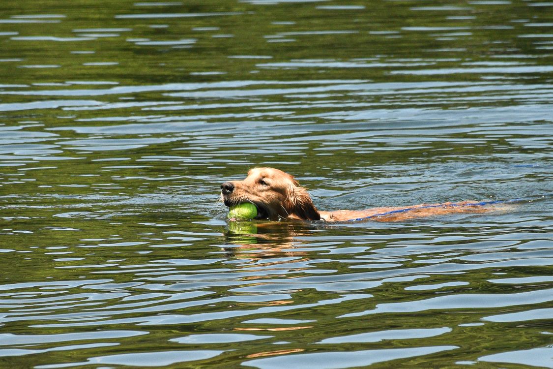 golden retriever swimming in a lake