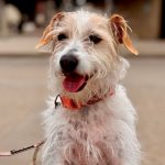 happy scruffy rescue dog sitting on a sidewalk