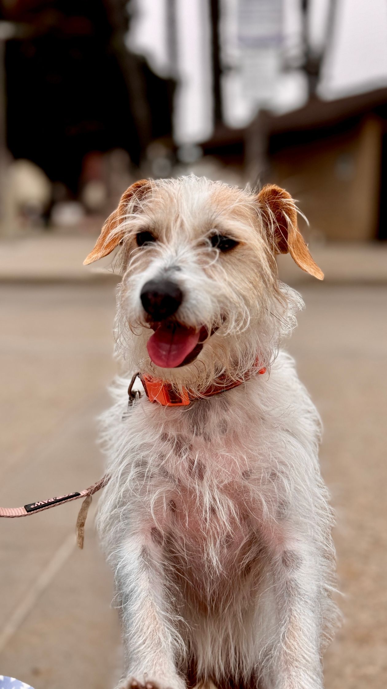 happy scruffy rescue dog sitting on a sidewalk