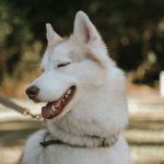 Siberian husky smiling with eyes closed after a pillow-smash mischief session