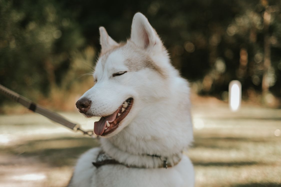 Siberian husky smiling with eyes closed after a pillow-smash mischief session