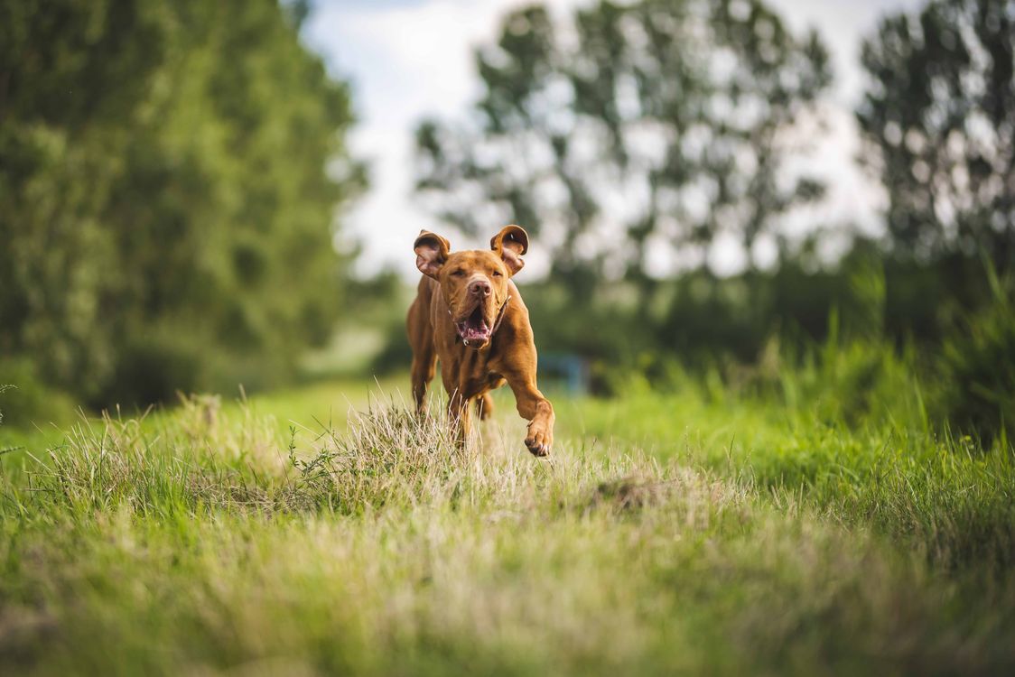 happy brown dog running through a green field
