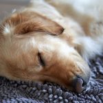 golden retriever sleeping curled up on a cozy rug