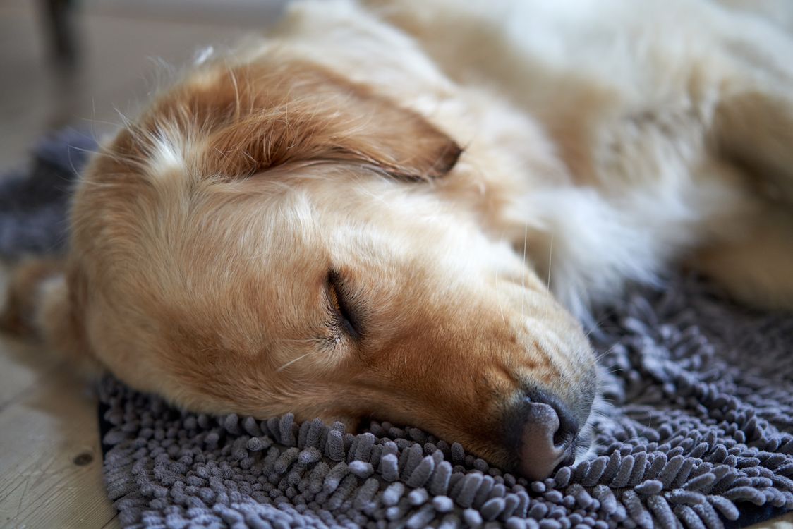 golden retriever sleeping curled up on a cozy rug