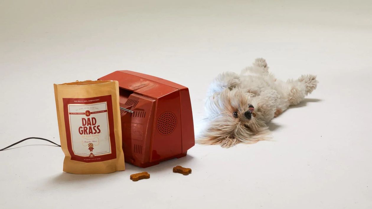 dog lying on its back next to dog treats and a retro television