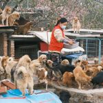 volunteer feeding a group of rescue dogs at an animal shelter