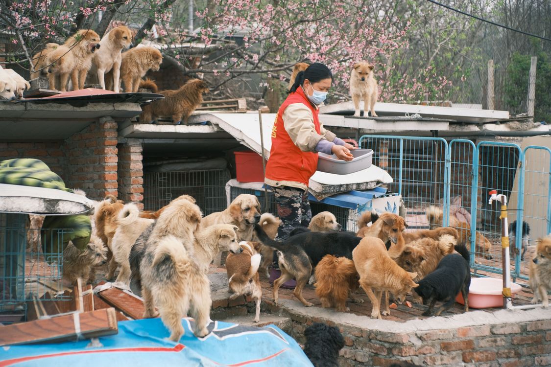 volunteer feeding a group of rescue dogs at an animal shelter