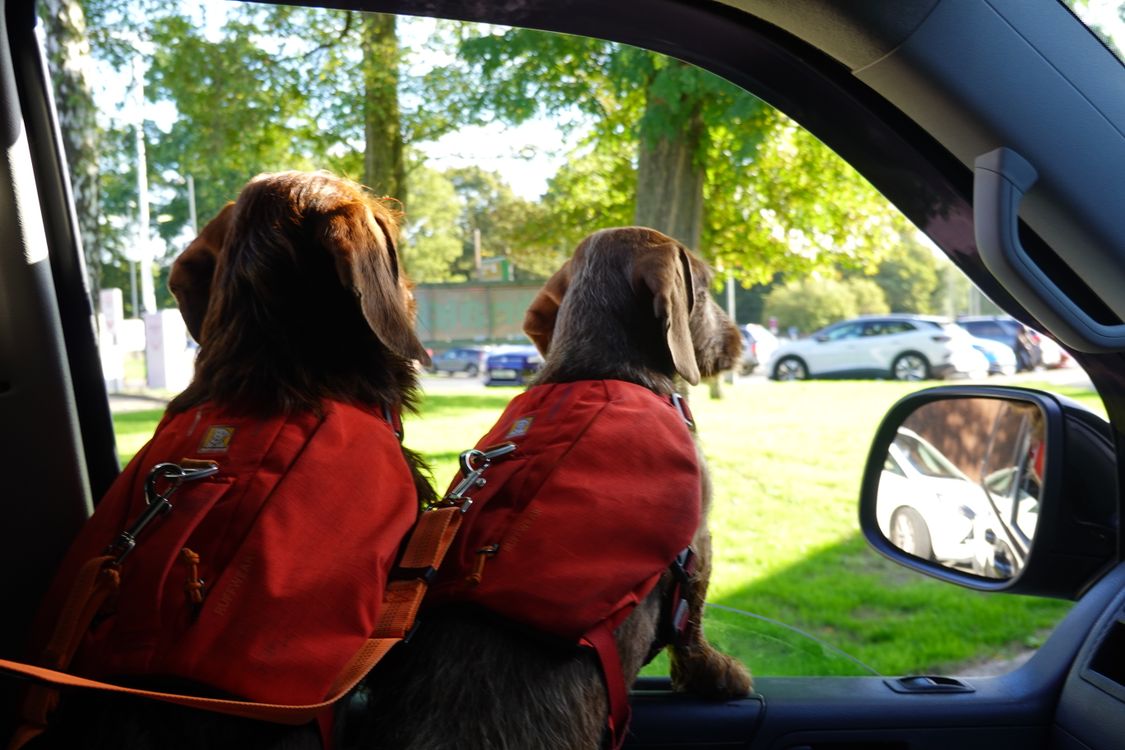 two dogs wearing red backpacks in a car ready to travel