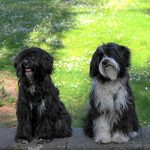 two fluffy dogs sitting together on a grassy lawn