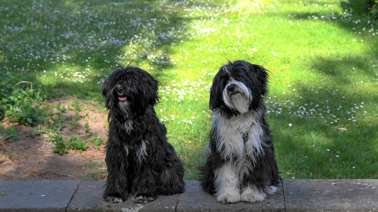 two fluffy dogs sitting together on a grassy lawn