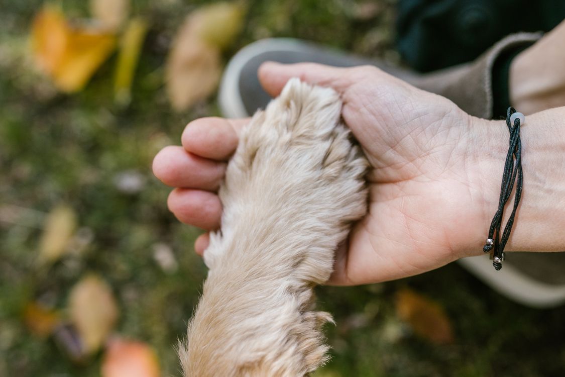 dog resting a paw on a person's hand asking for attention