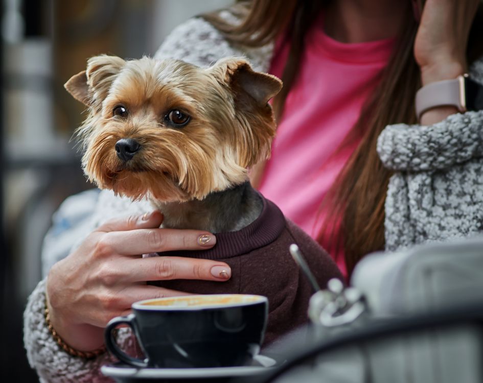 small Yorkshire terrier in a sweater sitting outside a cafe near coffee