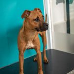 brown dog on a veterinary exam table
