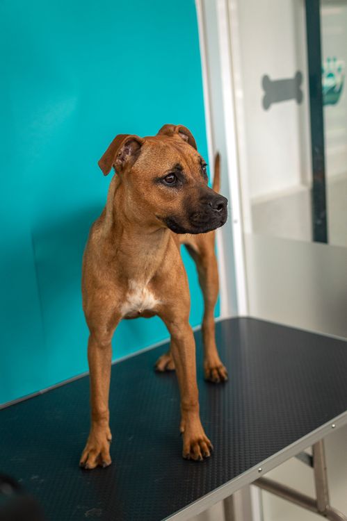 brown dog on a veterinary exam table