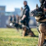 police officers training with german shepherd dogs outdoors