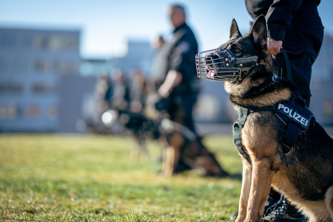 police officers training with german shepherd dogs outdoors