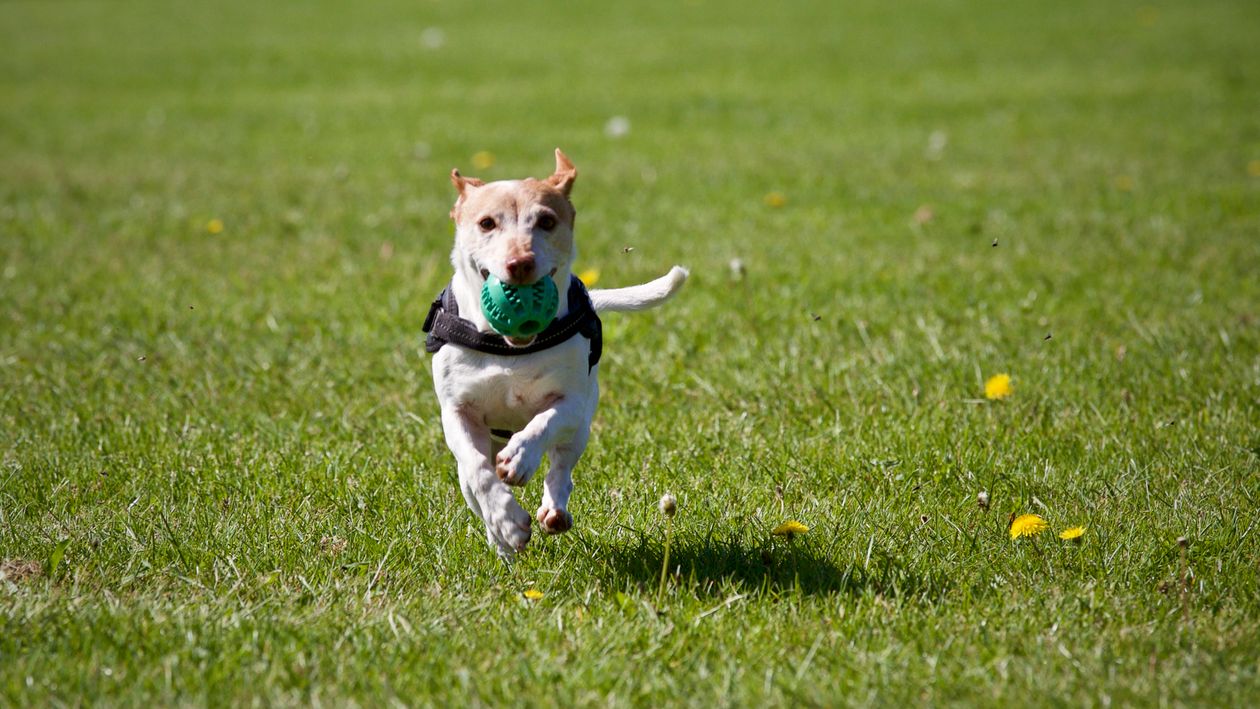 dog running across an open grassy field