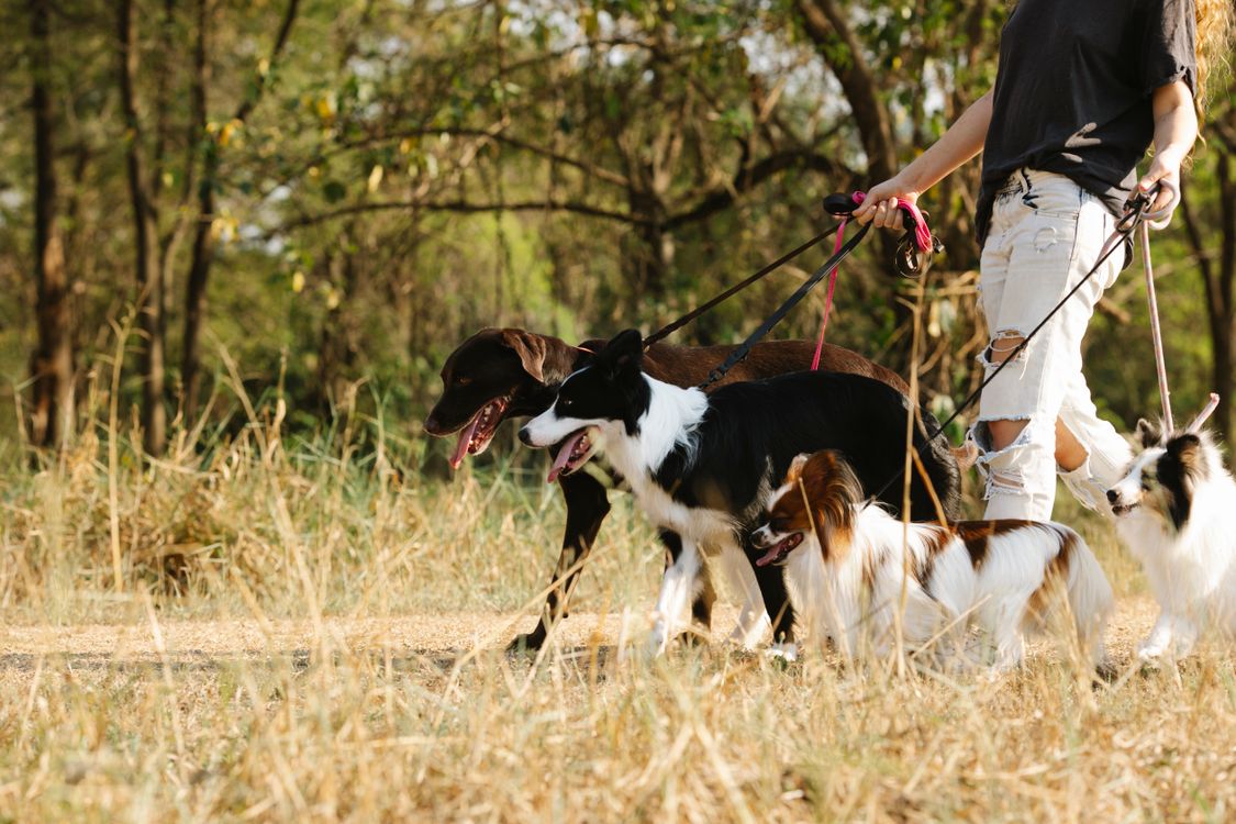 person walking a group of dogs in a park