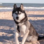 Siberian husky sitting calmly on a beach
