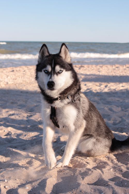 Siberian husky sitting calmly on a beach