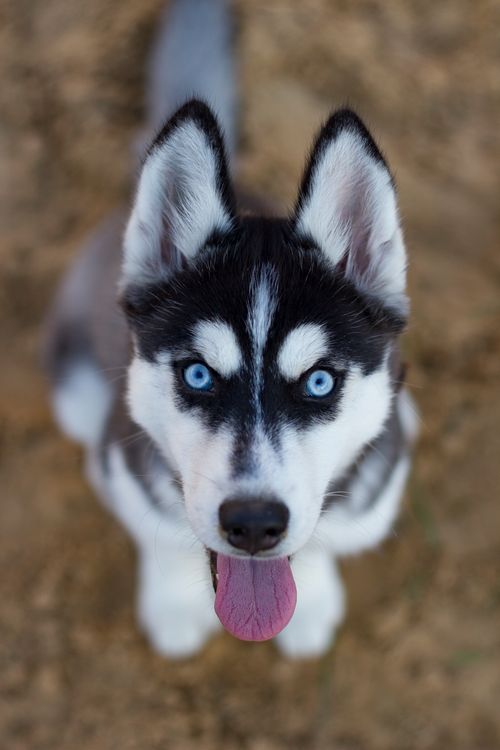 White and black Siberian husky outdoors