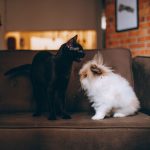 black cat sitting beside a white dog on a sofa