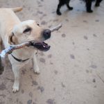 Yellow Labrador retriever sitting outdoors in quiet daylight