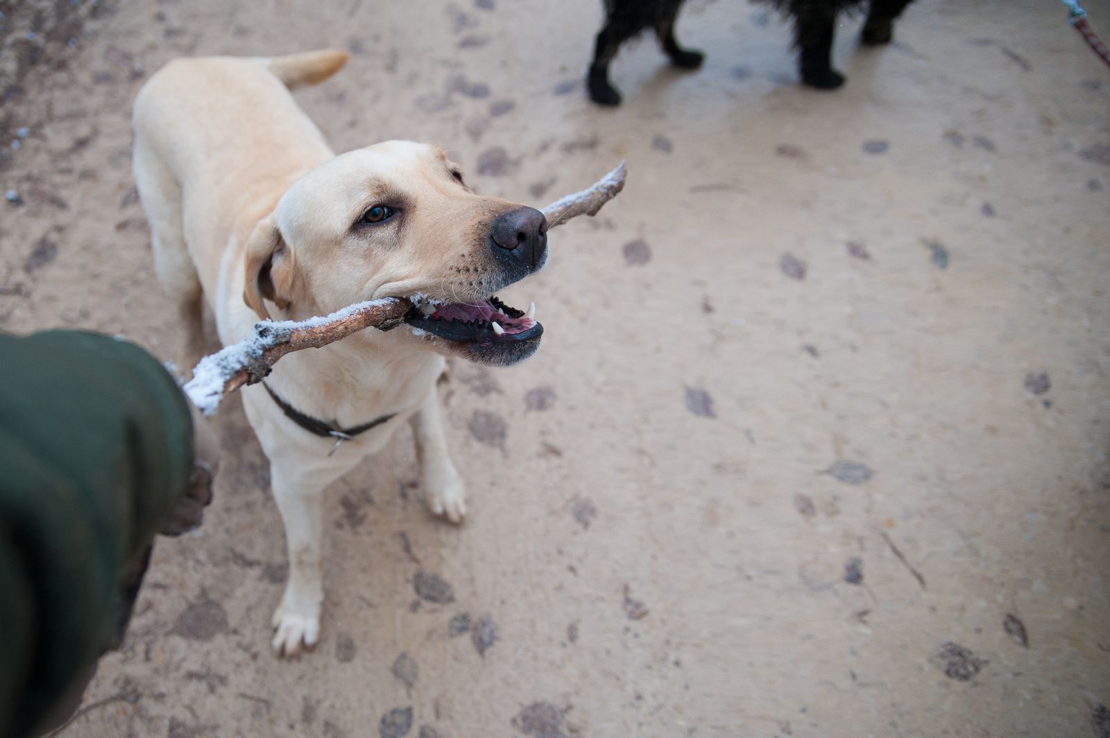 Yellow Labrador retriever sitting outdoors in quiet daylight