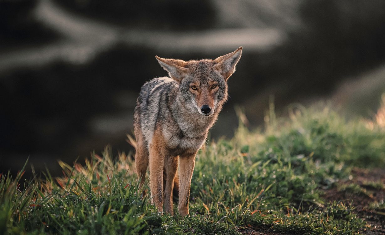 coyote standing alert in a grassy field