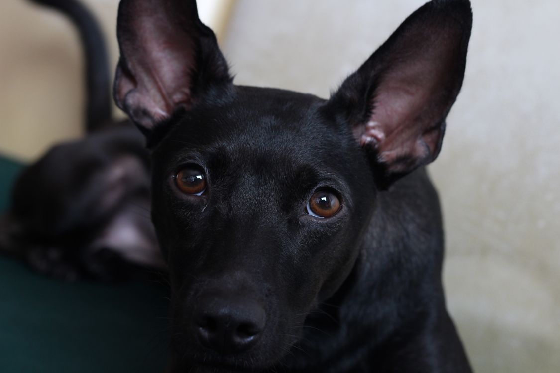 Black dog with alert ears looking startled