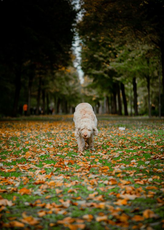 A dog walking across grass scattered with fallen autumn leaves