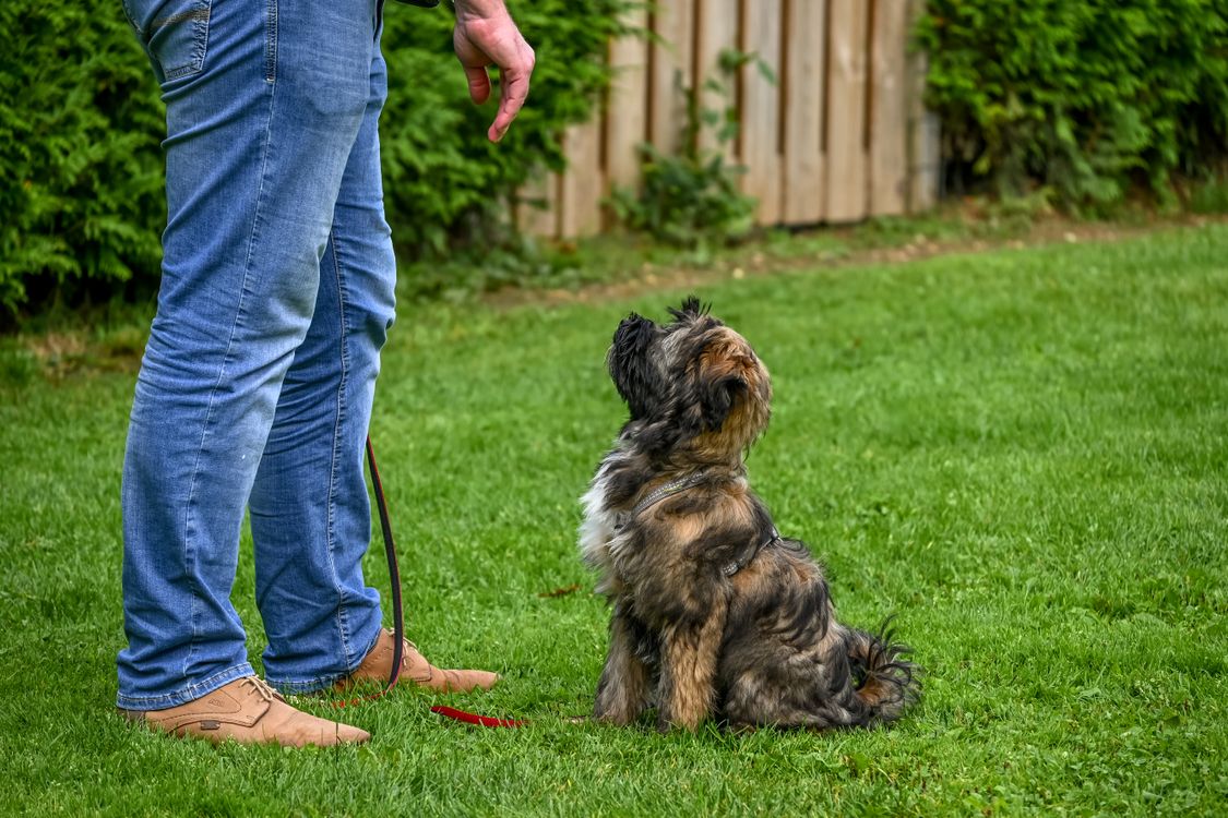 Dog sitting on grass in a fenced backyard during a short supervised training session