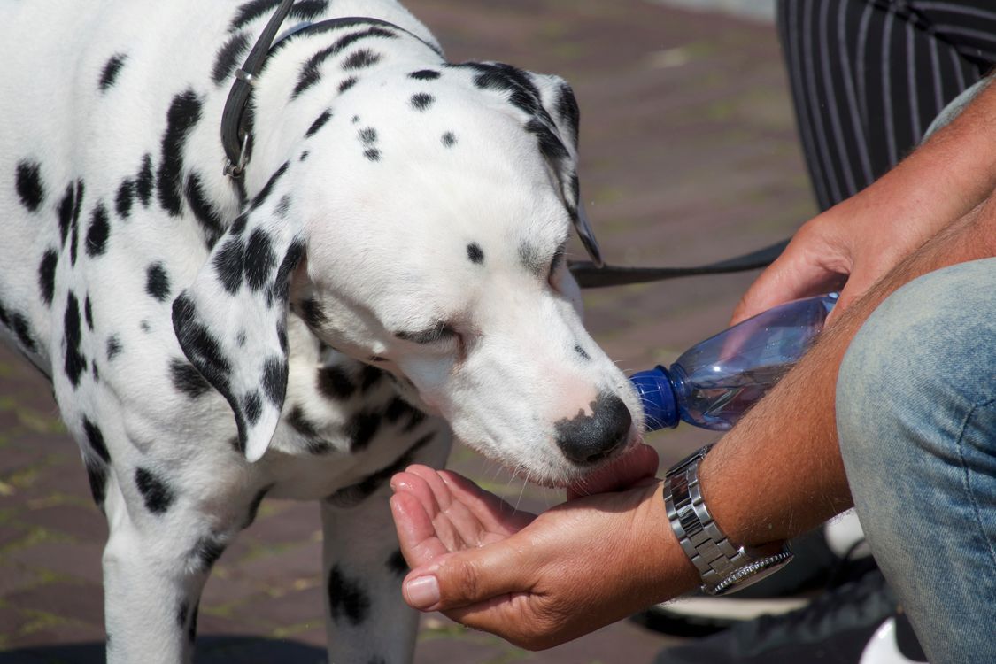 Dalmatian dog drinking water offered by hand, showing how hydration supports urinary health