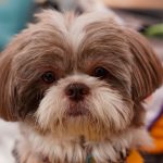 Shih Tzu dog with a fluffy coat sitting indoors, the breed most associated with this case