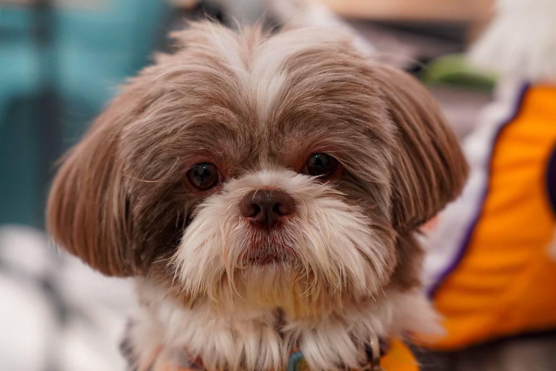 Shih Tzu dog with a fluffy coat sitting indoors, the breed most associated with this case