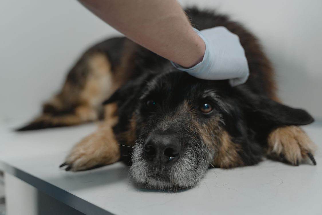 Veterinarian in gloves examining a dog lying on a clinic table during a checkup