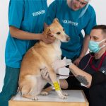 Veterinarian checking a dog with a stethoscope at a clinic