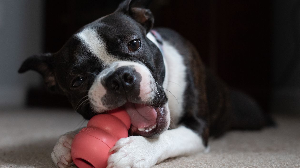 A Boston terrier chewing on a rubber dog toy on the floor at home.
