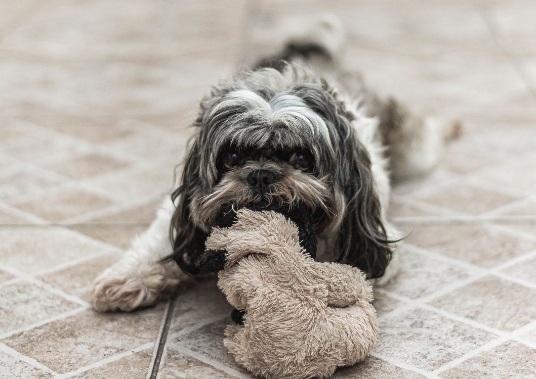 Small dog chewing a plush toy on the floor as an appropriate alternative to furniture