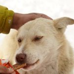 dog catching a treat outdoors in the snow
