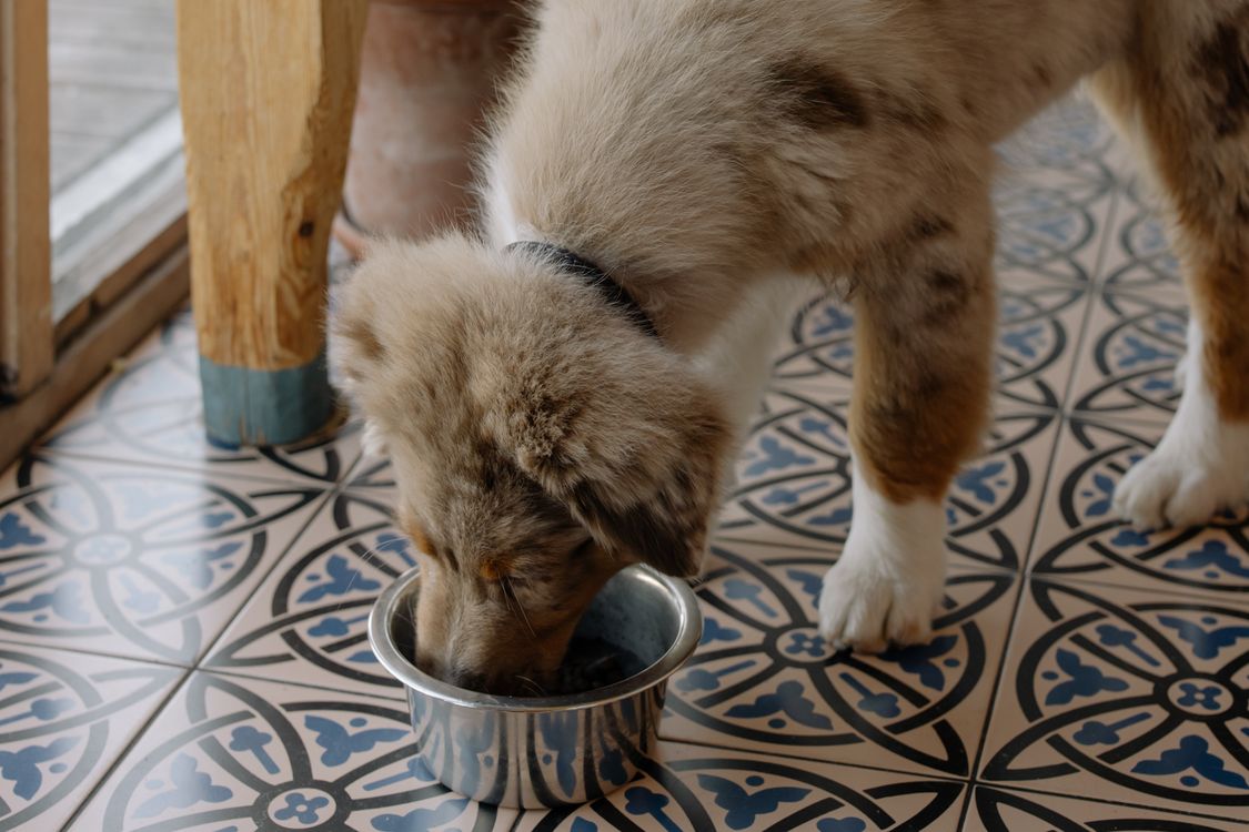 brown dog eating from a food bowl