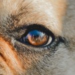 close-up of a dog's eye