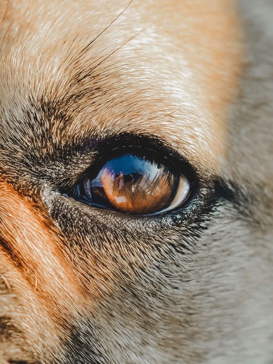 close-up of a dog's eye