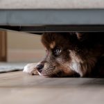 fluffy dog hiding under a sofa