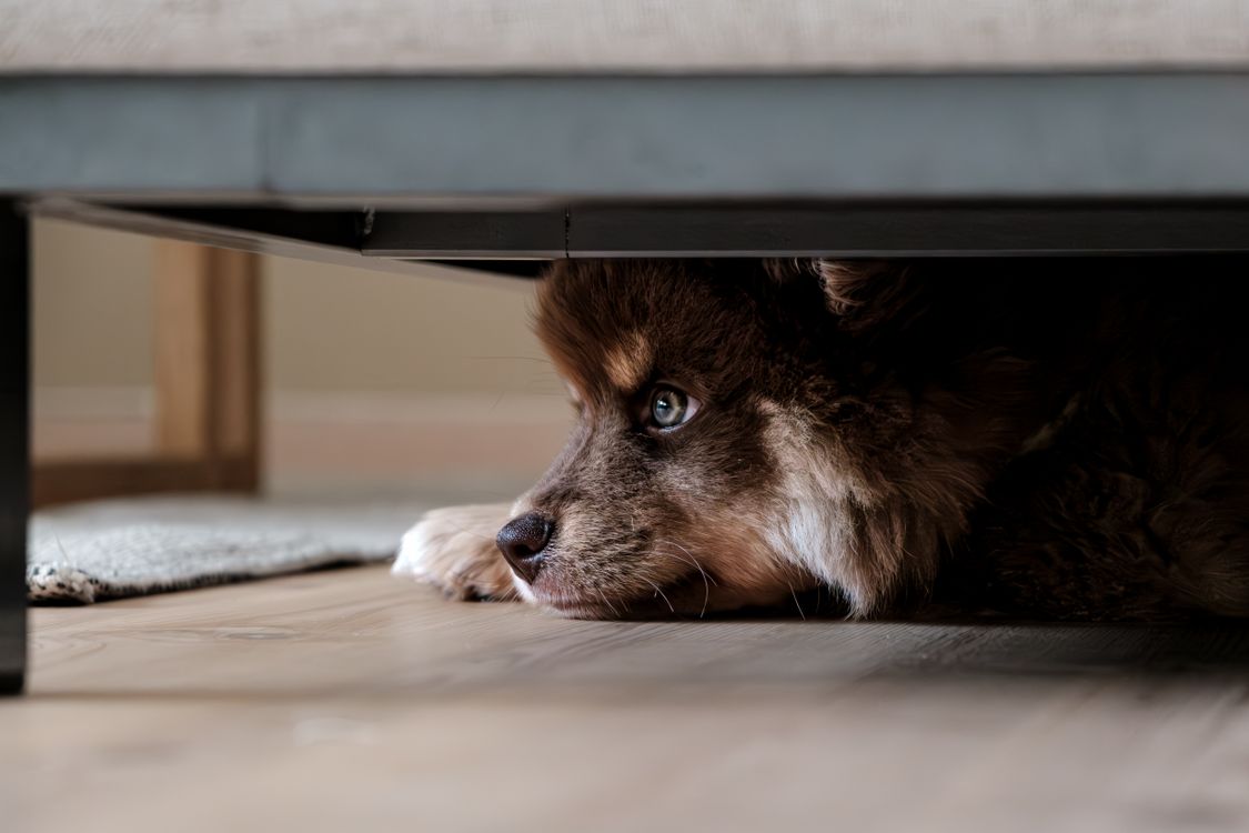fluffy dog hiding under a sofa